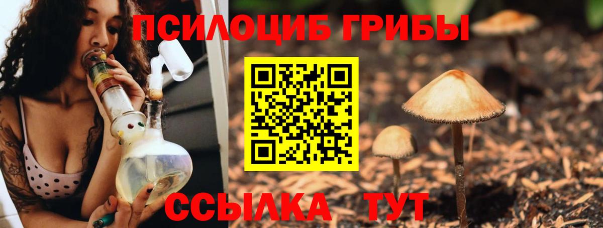Псилоцибиновые грибы Psilocybine cubensis Новочебоксарск